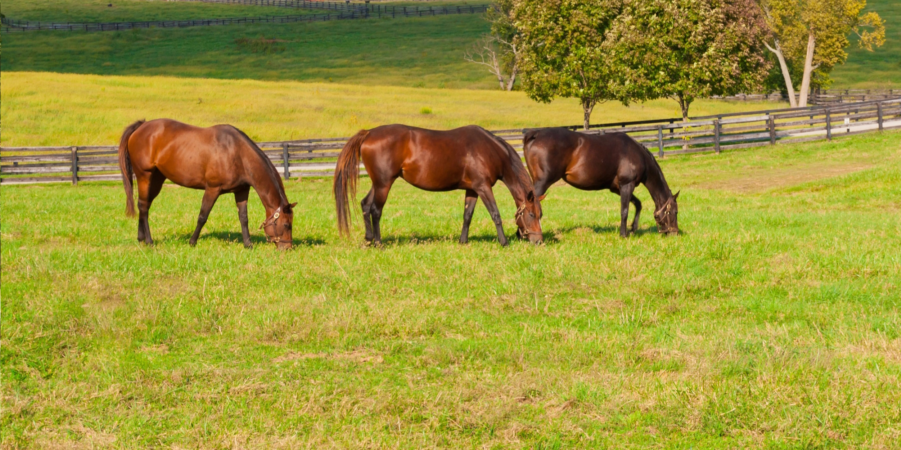 Business man under an umbrella
